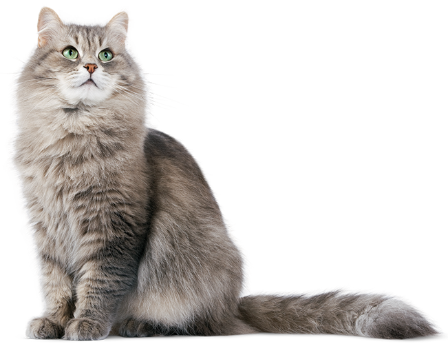 blog cat