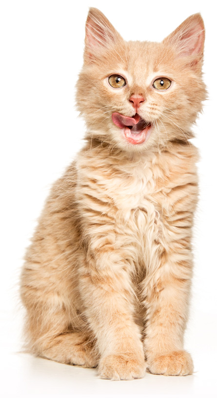 helyszinek cat